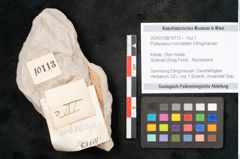 Foto (Objekt + Etikett) von Podocarpus hochstetteri Ettingshausen (NHMW-GEO-2024-0188-10113)